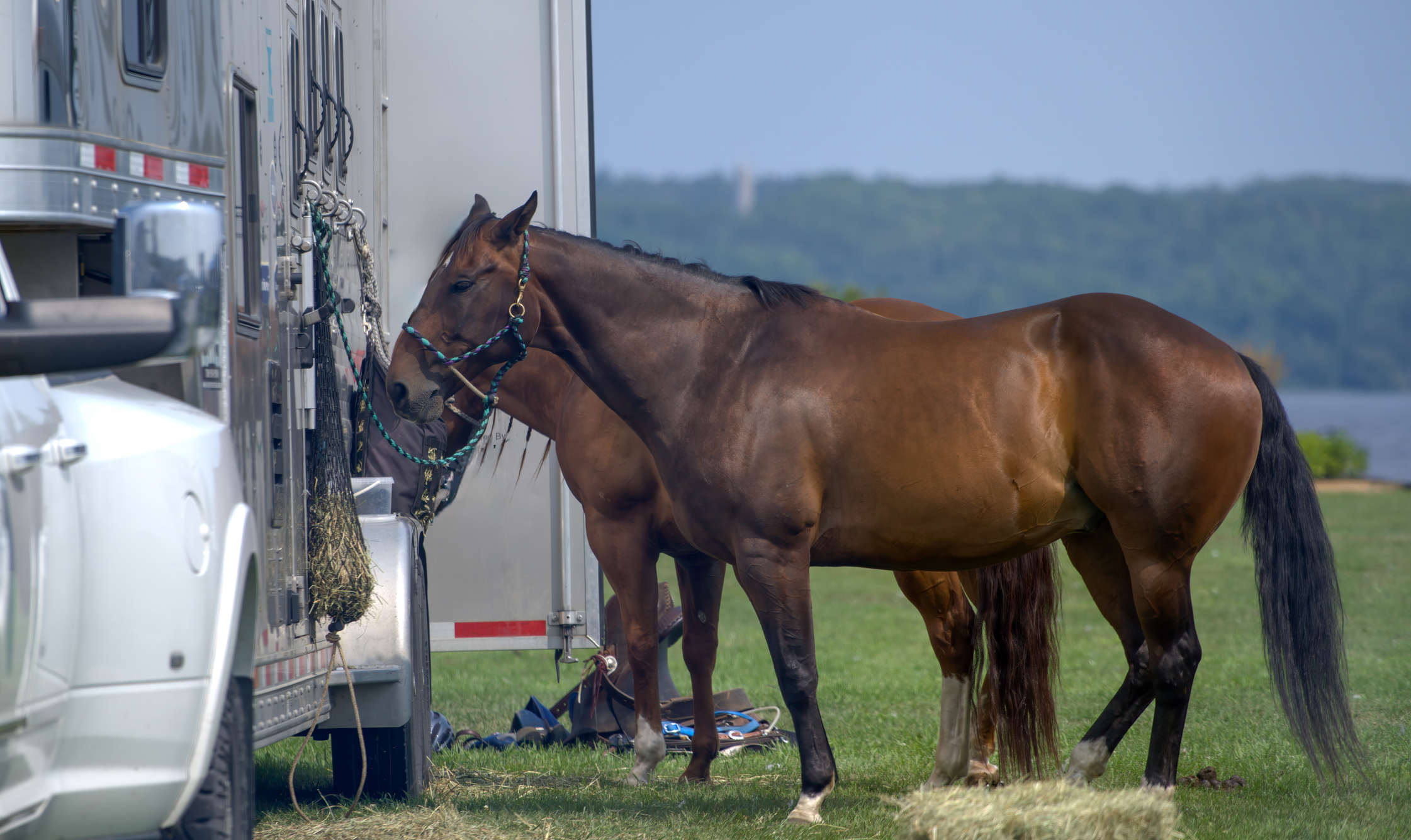 Horse Trailer & LQ