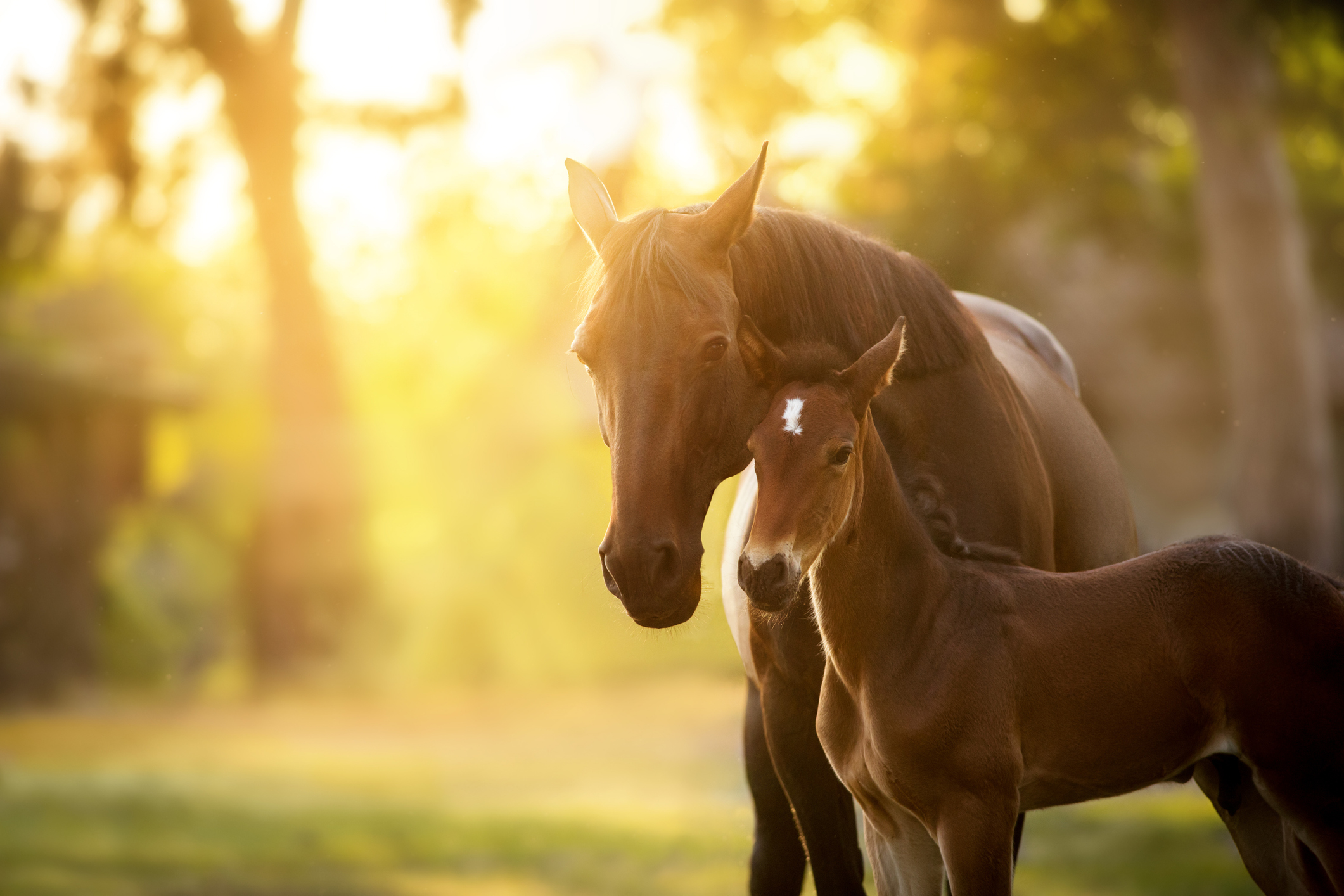 Mare And Foal Mare and foal in golden pasture light